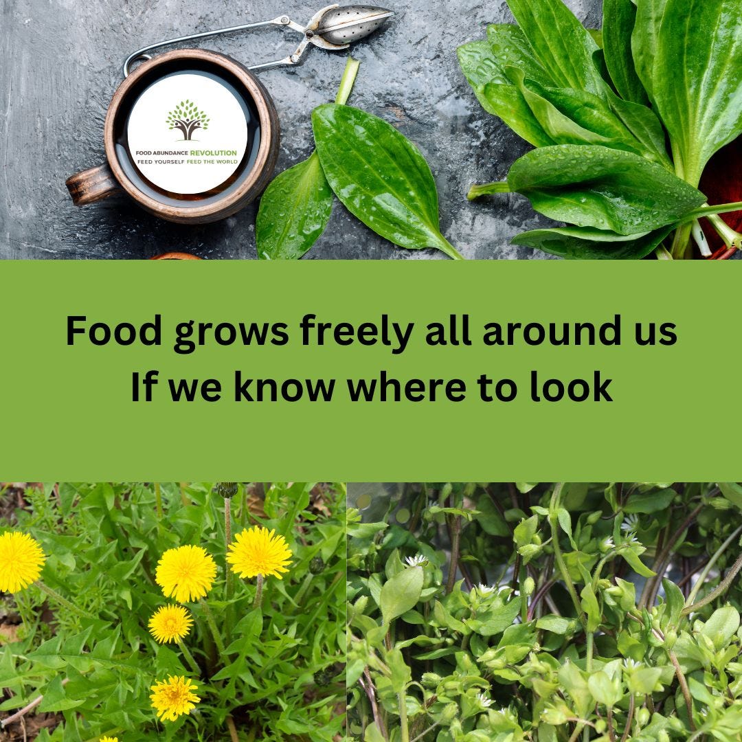 Plantain leaves, dandelions, and chickweed Plantain leaves, dandelions, and chickweed