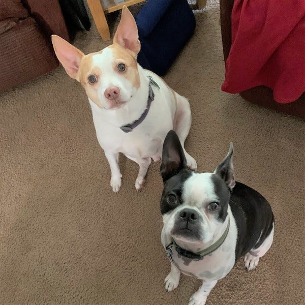 Molly and her big brother Tbone would like to come visit Joe and The Kid. After a treat, of course.