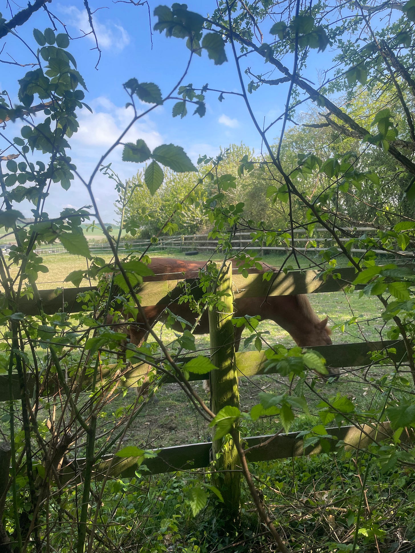 A chestnut horse is visible through a fence and foliage on a sunny day