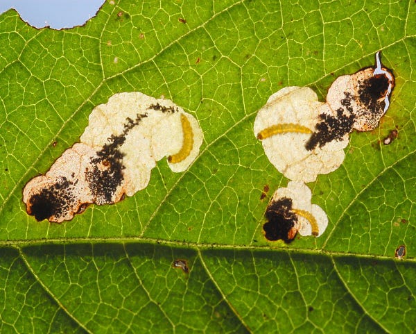 Close up photo of a green leaf with transparent sections showing insect larvae and their frass living between the leaf tissues.