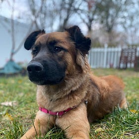 Contrarian Pet of the Week