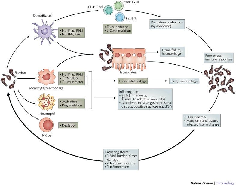 Figure 1: System overview of filoviral pathogenesis.