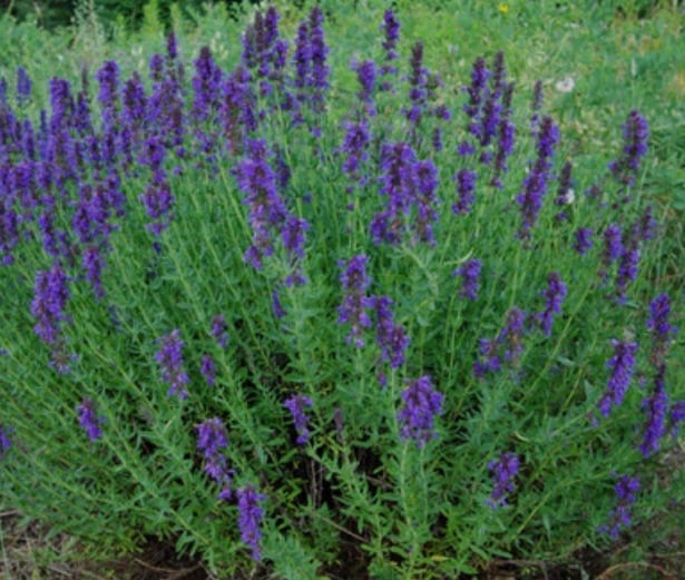 &ldquo;If You are Willing!&rdquo;