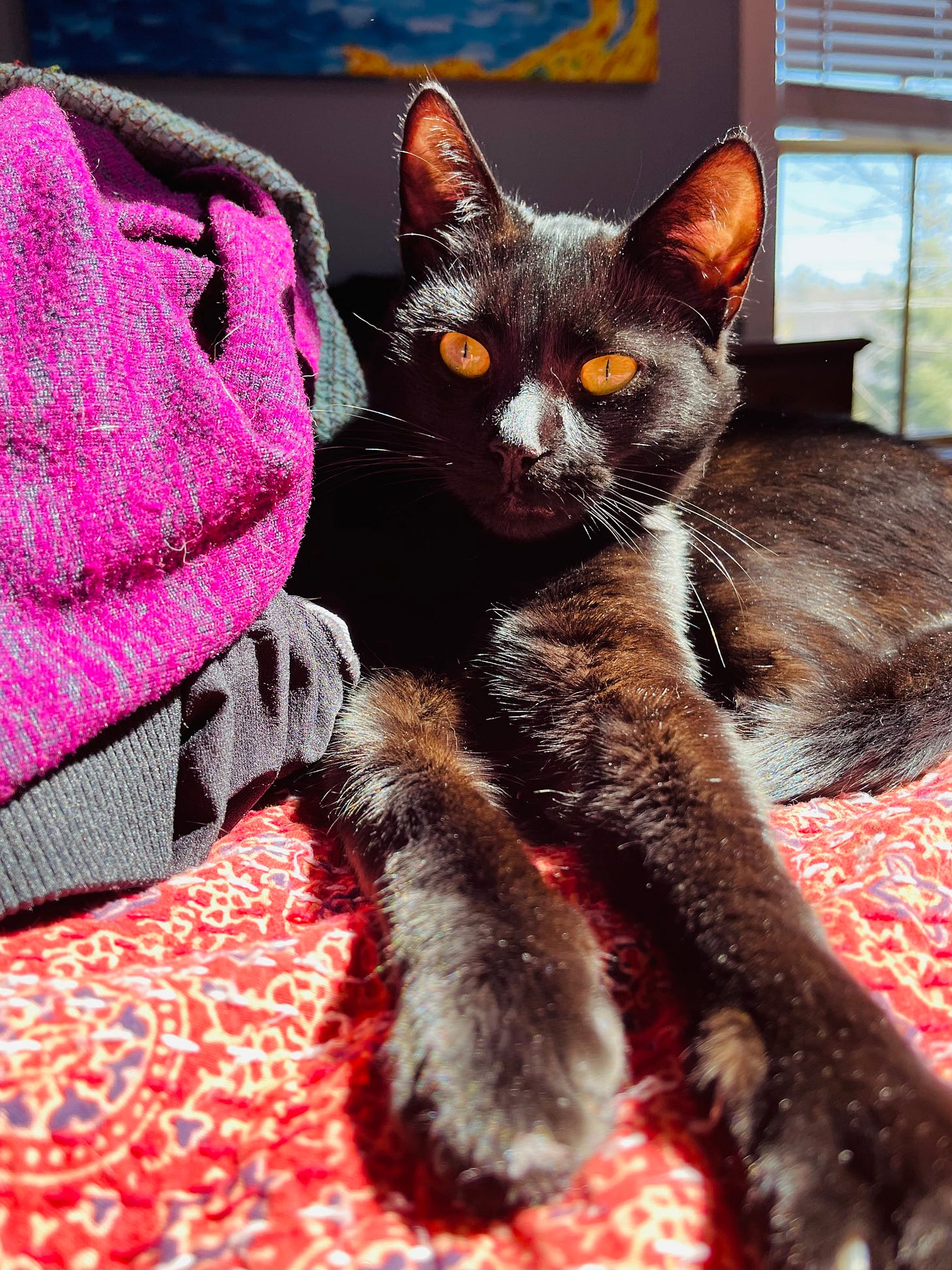 cat on a bed next to laundry. His ears glow