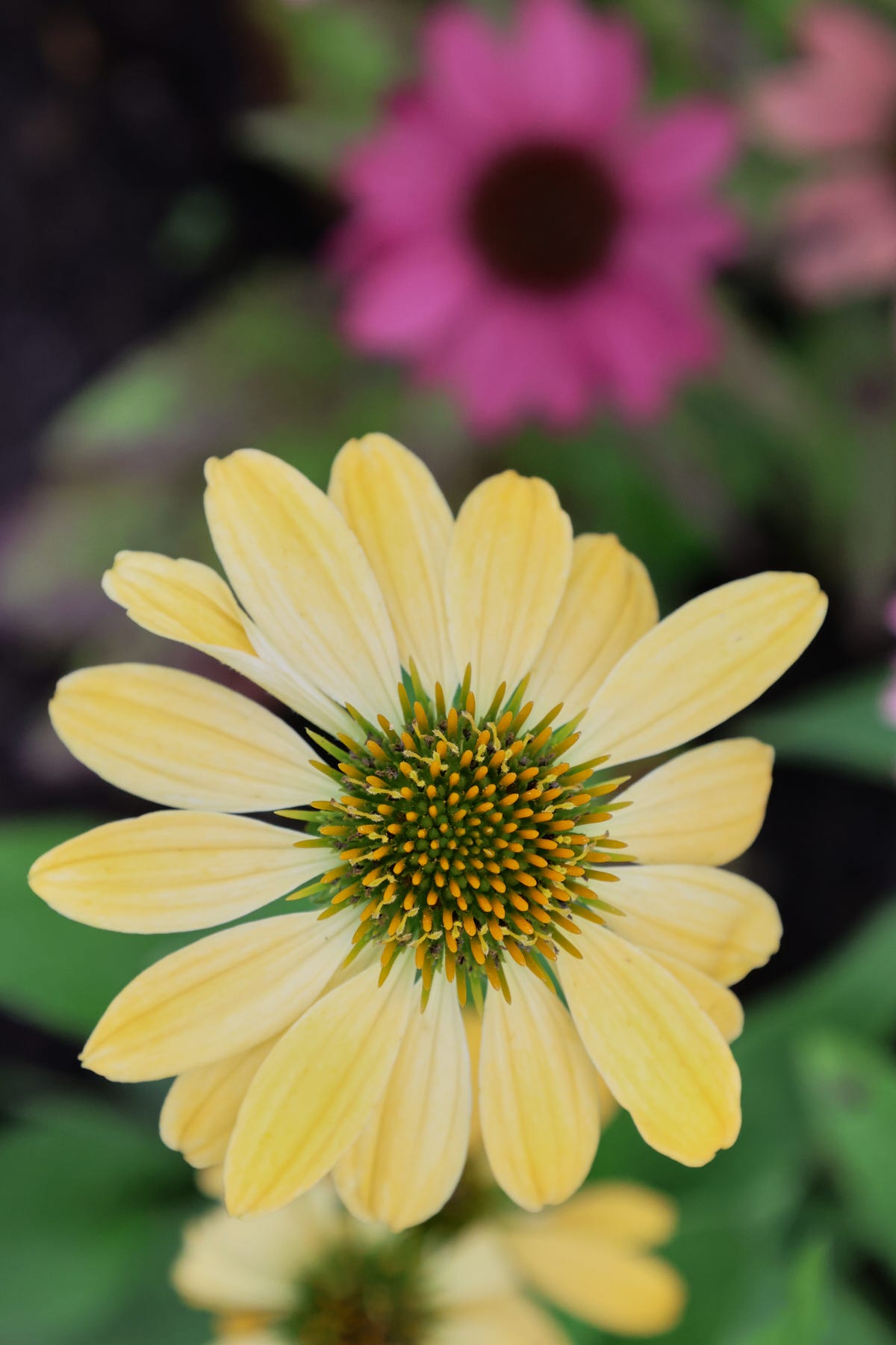 an echinacea bloom