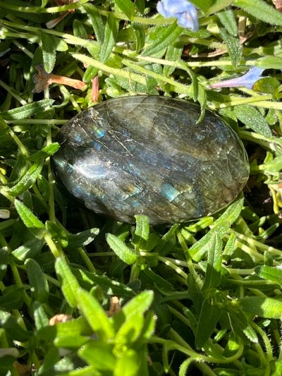 A single laboradite, nestled within small leaves, glistening in the sun.