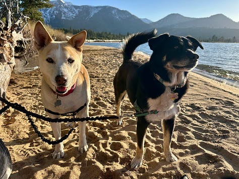 Liz and dogs at Lake Tahoe