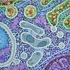 NAC, Metformin positively impacts Long Covid