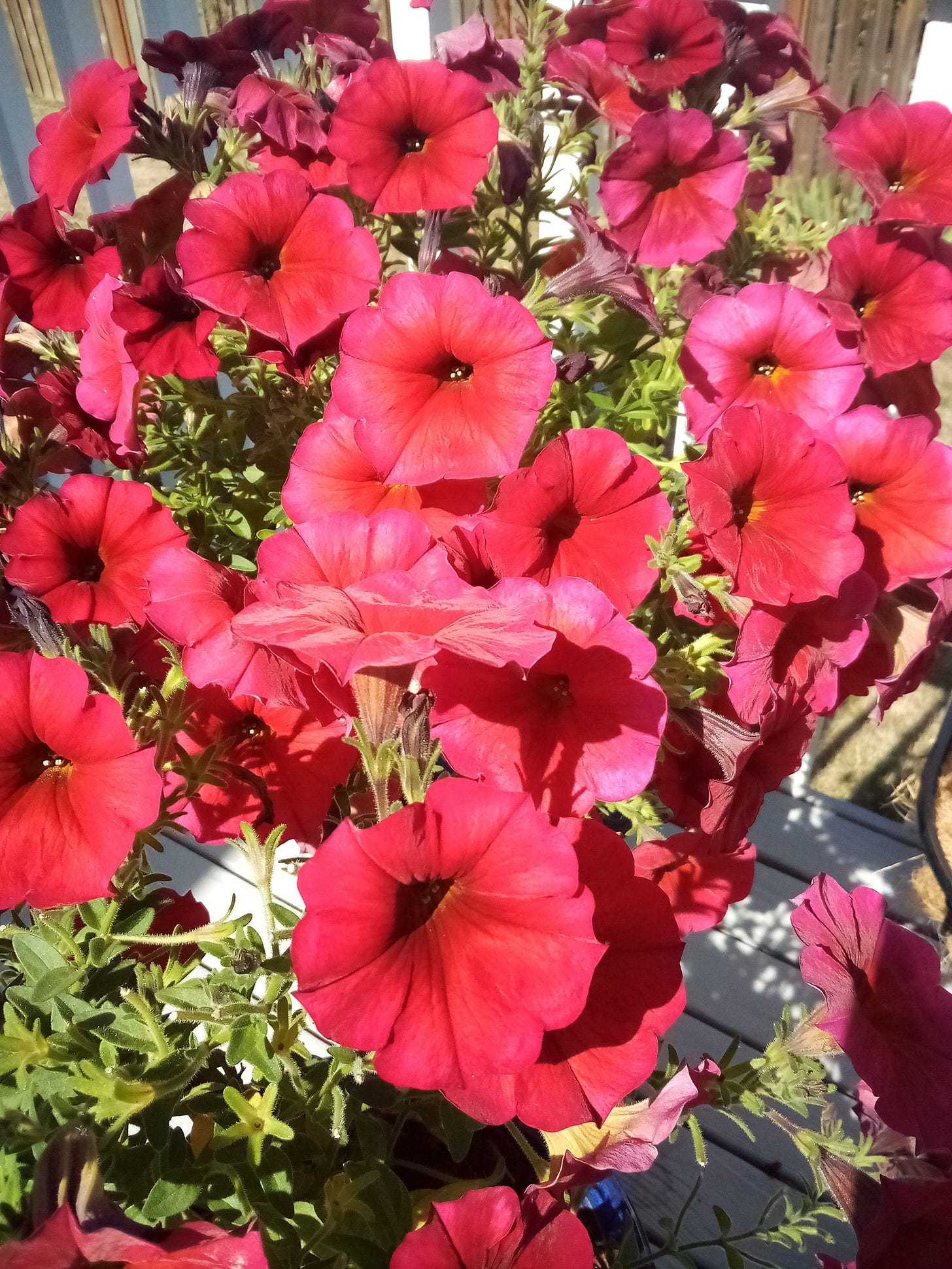 Bright red petunias