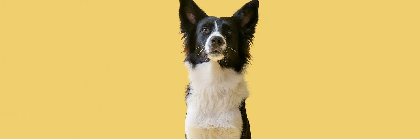 A border collie facing the camera against a yellow background A border collie facing the camera against a yellow background