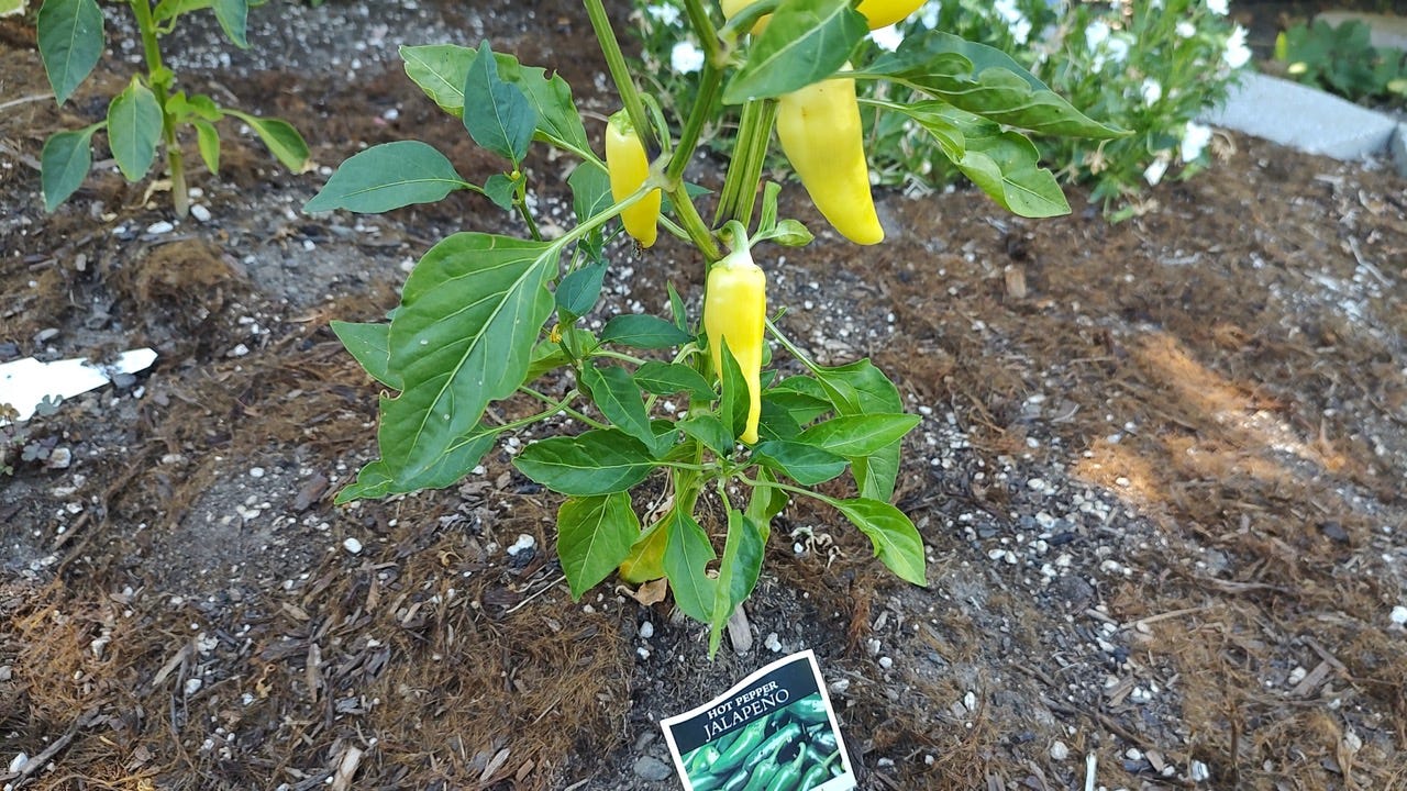 mismarked jalapeno pepper