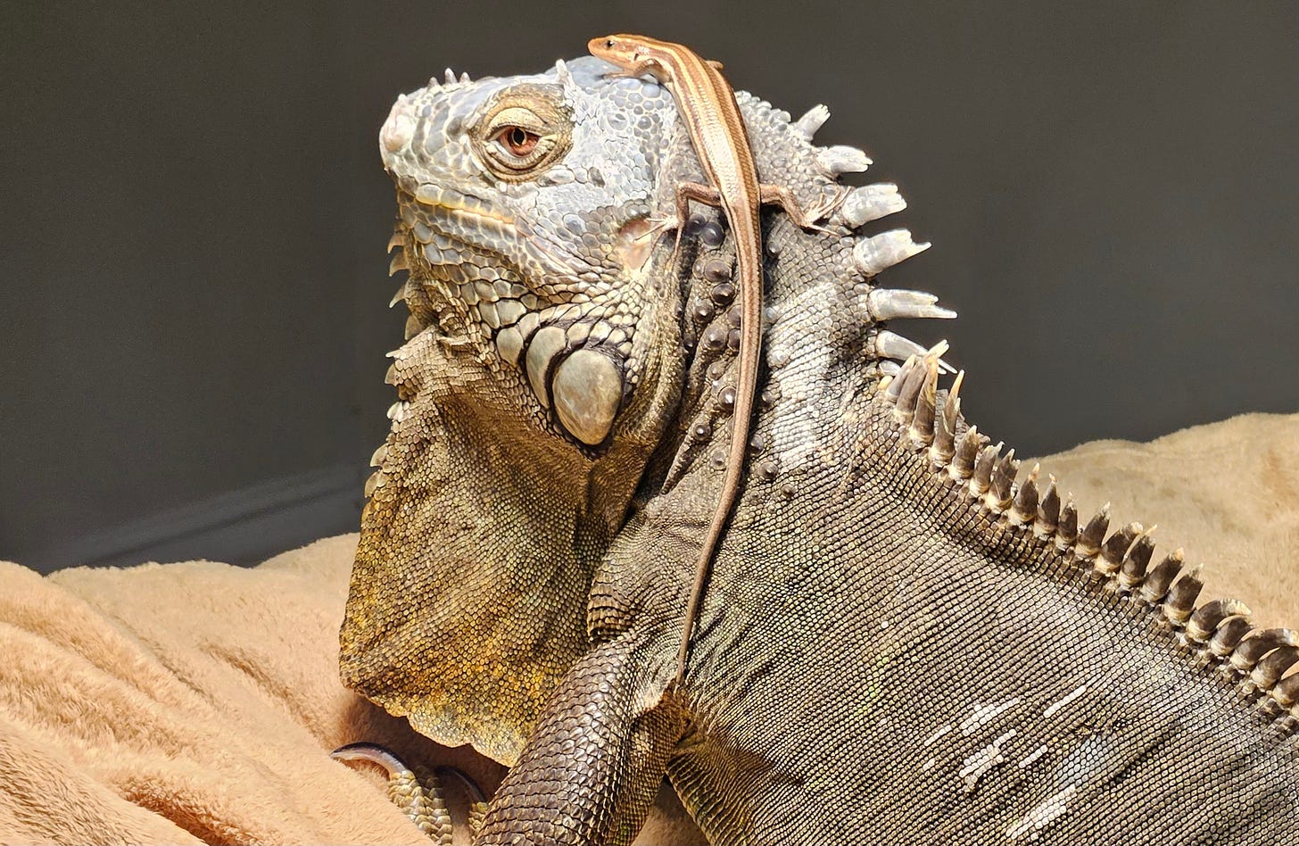 Photo of an iguana with a skink sitting on its head Photo of an iguana with a skink sitting on its head