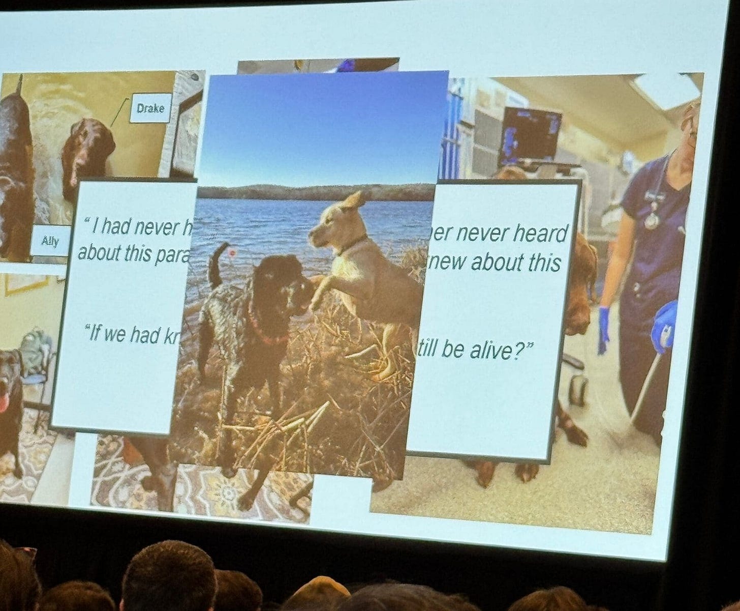 Dr. Kathleen Aicher unveils new research about heterobilharzia americana (canine schistosomiasis) at the ACVIM Forum in Seattle
