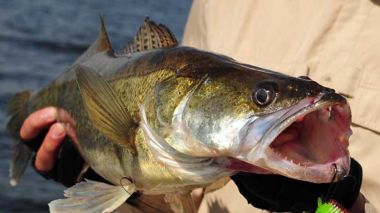 pfas in freshwater fish