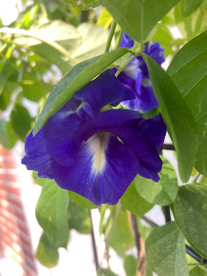Flowering plants in the Florida-Friendly Landscaping Demonstration Garden that include blue butterfly pea vine, red jatropha, light blue plumbago, and purple beautyberry berries.