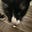 Grandkitty's avatar