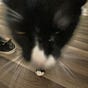Grandkitty's avatar