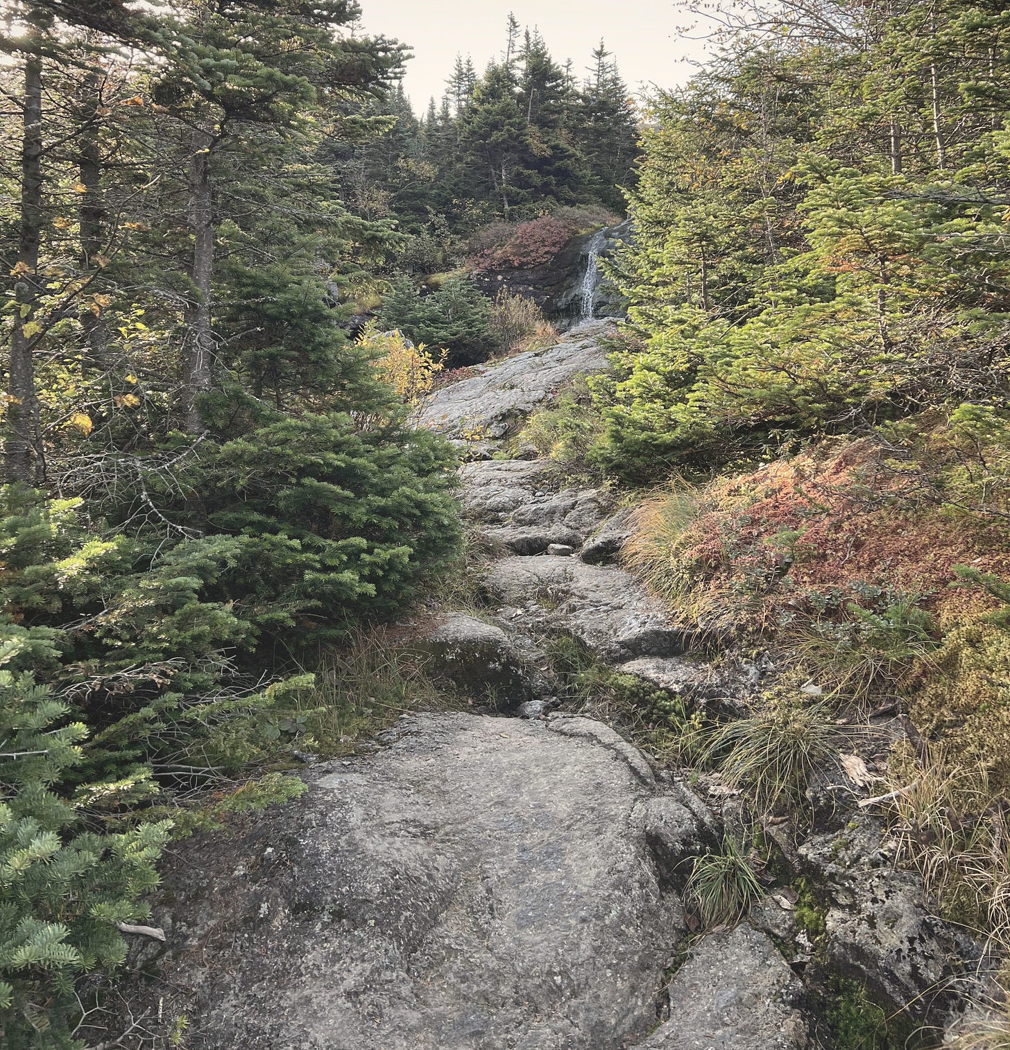 Rocky mountain trail climbing through evergreens toward a small waterfal