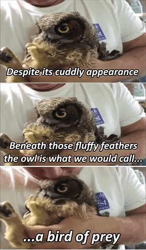 puns owls GIF by Cheezburger puns owls GIF by Cheezburger