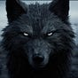 Wolf's avatar