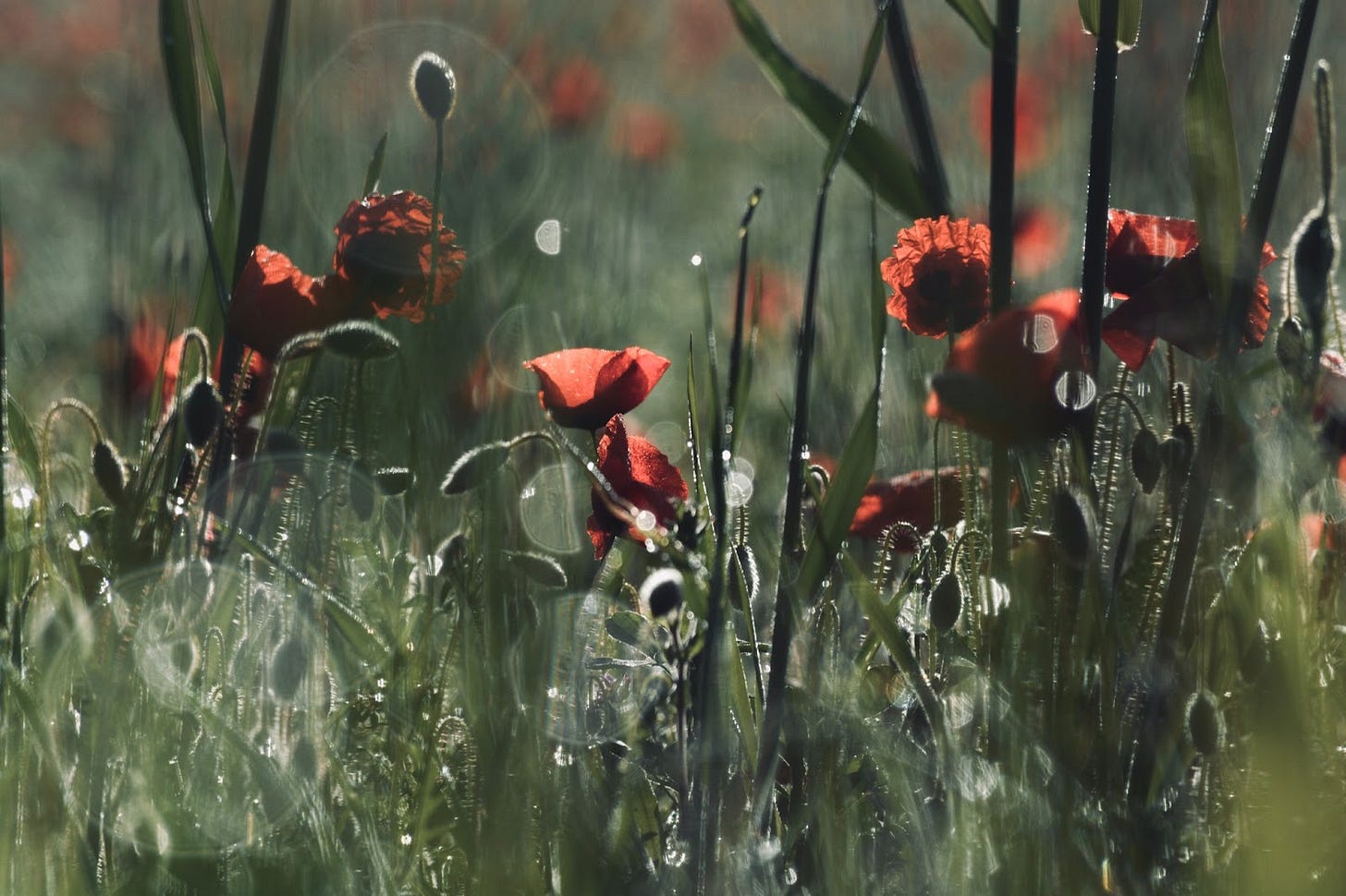 Red poppies in a green field, all touched with drops of dew