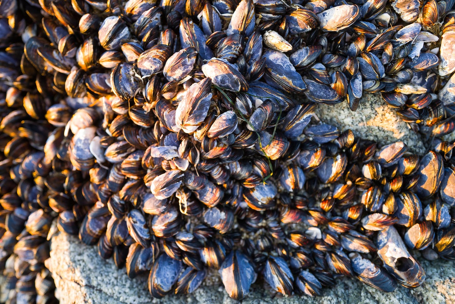 Mussels.. Mussels..