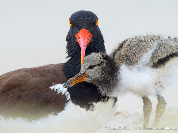 Oystercatcher birds and their chicks