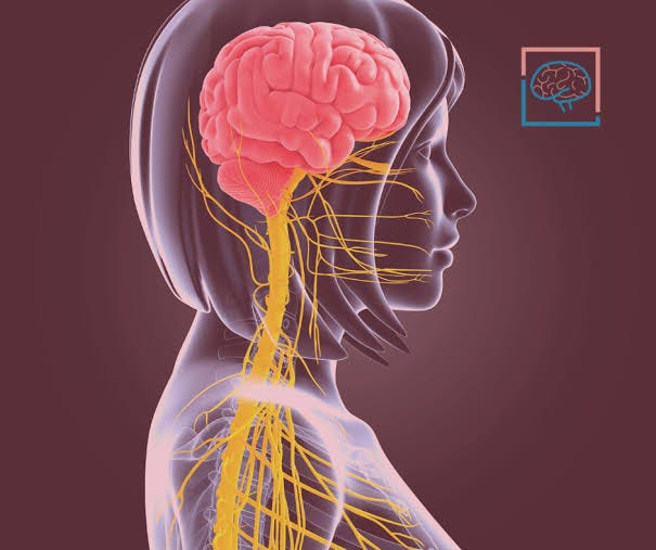 It May Be Time to Rebalance Your Nervous System | PrimeHealth Denver