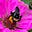 JaneeB's avatar