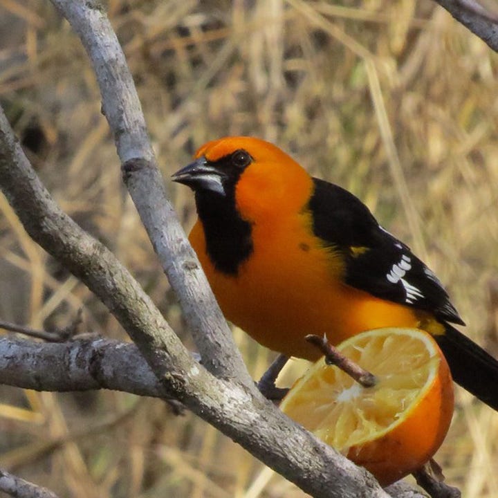 Altamira Orioles add splashes of color