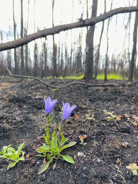 two small harebell flowers