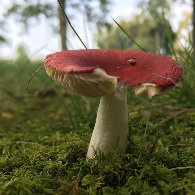 Conversations at Midnight