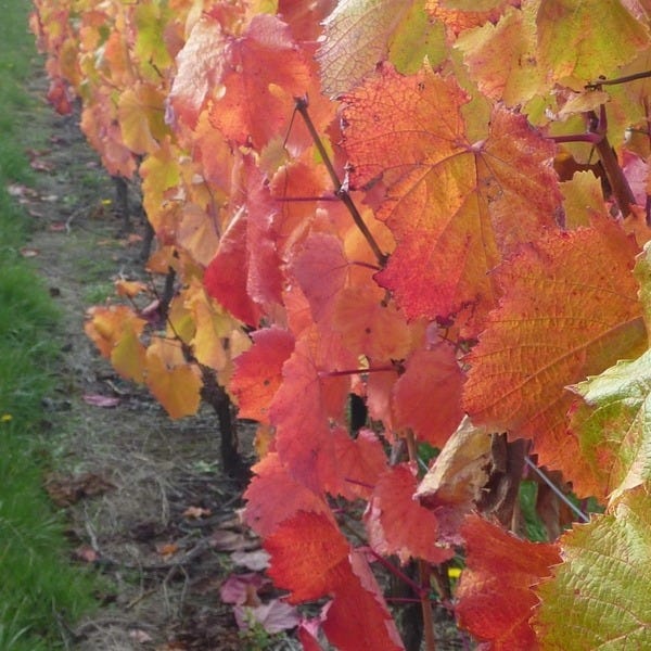 Malbec vines growing at Grey Sands in Northern Tasmania.