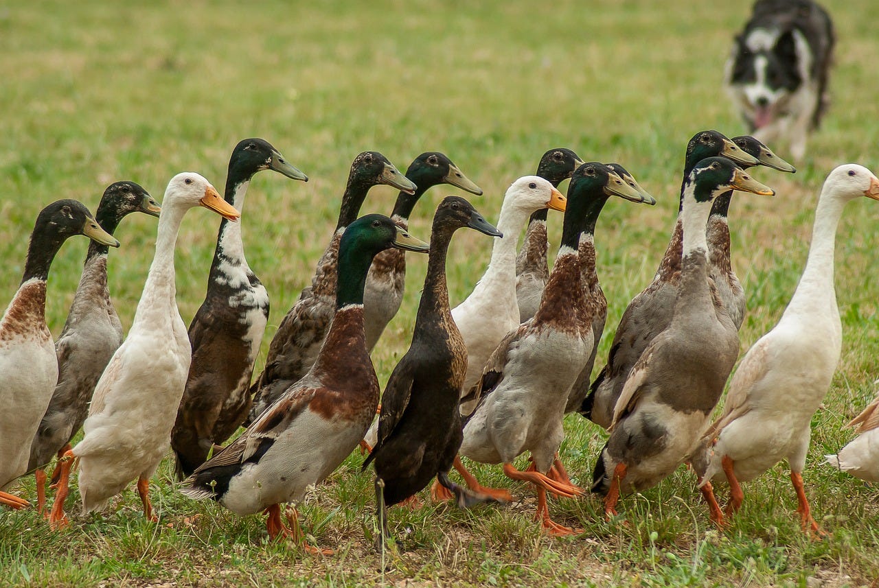 Herd of runner ducks in grass field Herd of runner ducks in grass field