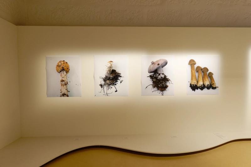 At Portugal's Serralves Museum, Mushrooms Are Works of Art | The Slowdown