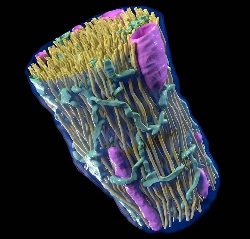 A close-up of a cell

AI-generated content may be incorrect.