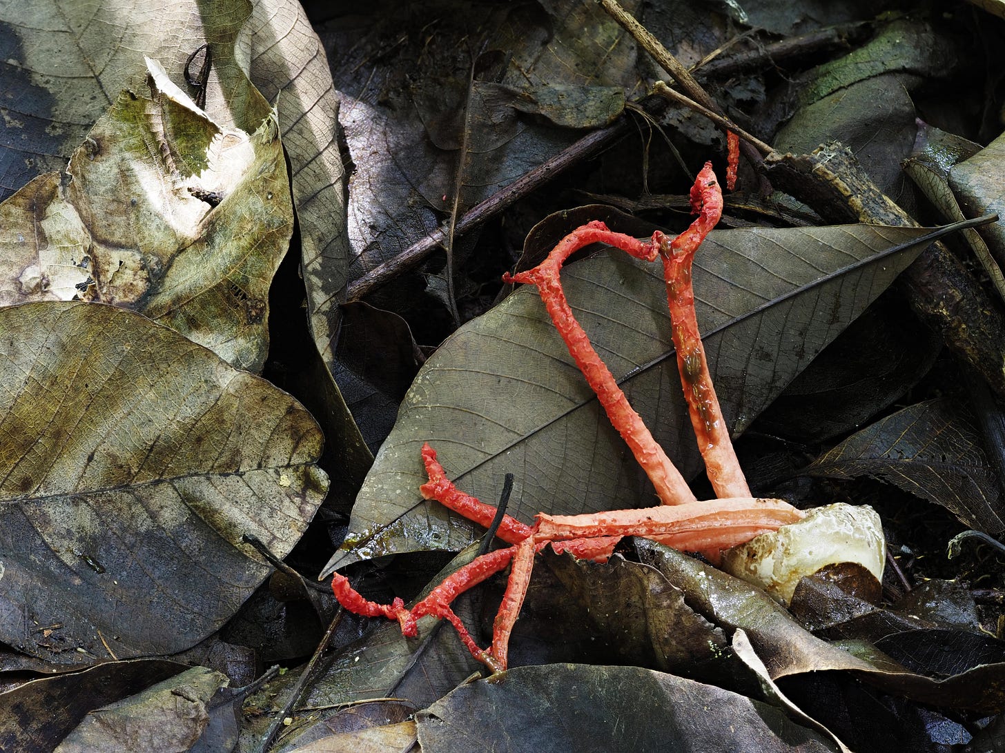 red stinkcage mushroom
