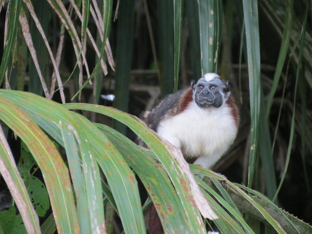 Tamarind Monkey on Panama Canal wildlife cruise