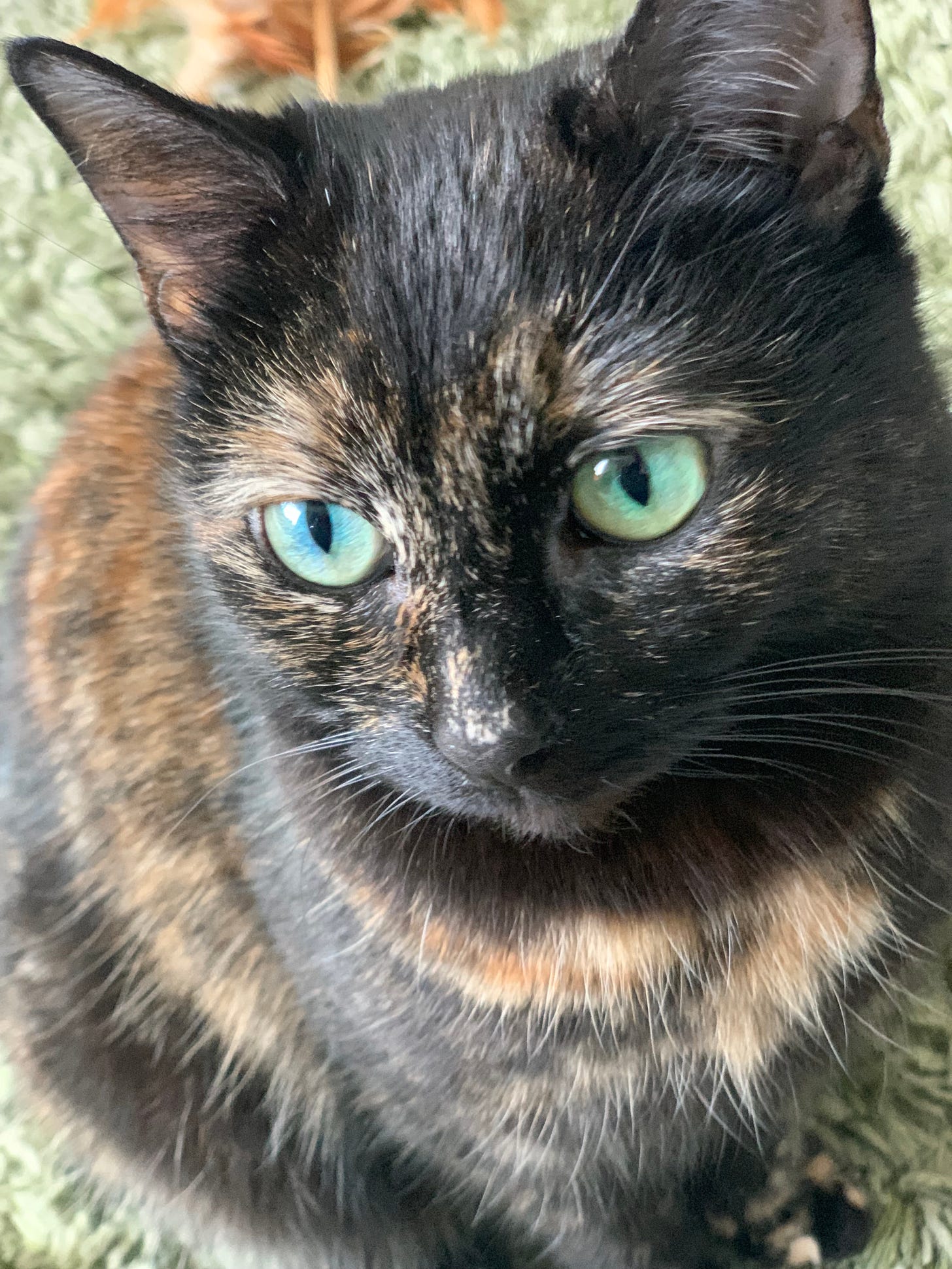 Tortoiseshell cat with green eyes