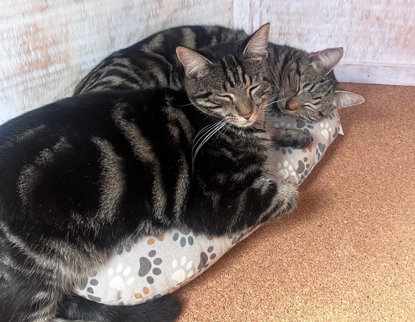 Two cats, Coco Pop and Bagel, snuggling on a cushion