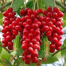 Schisandra chinensis | oroseeds