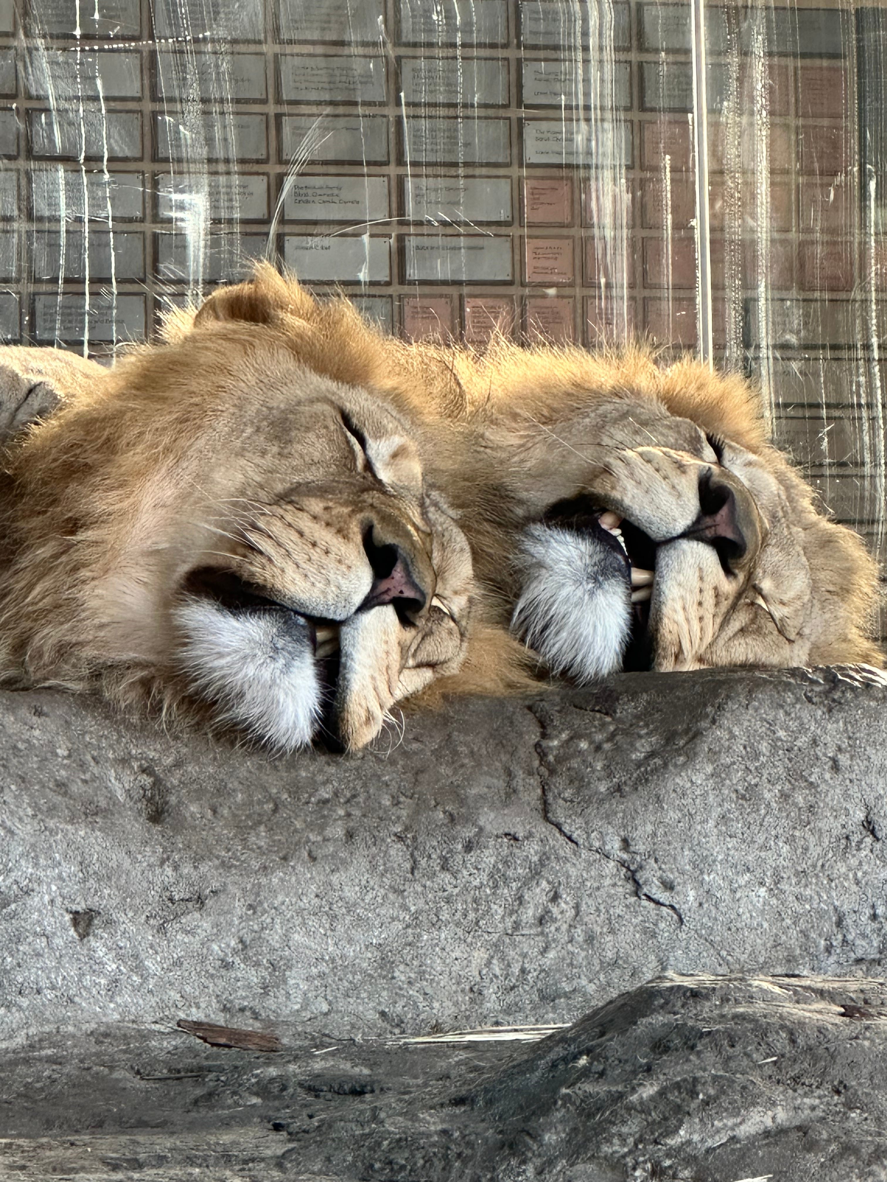 The Lioness Archive's Substack | Sherry Zane | Substack