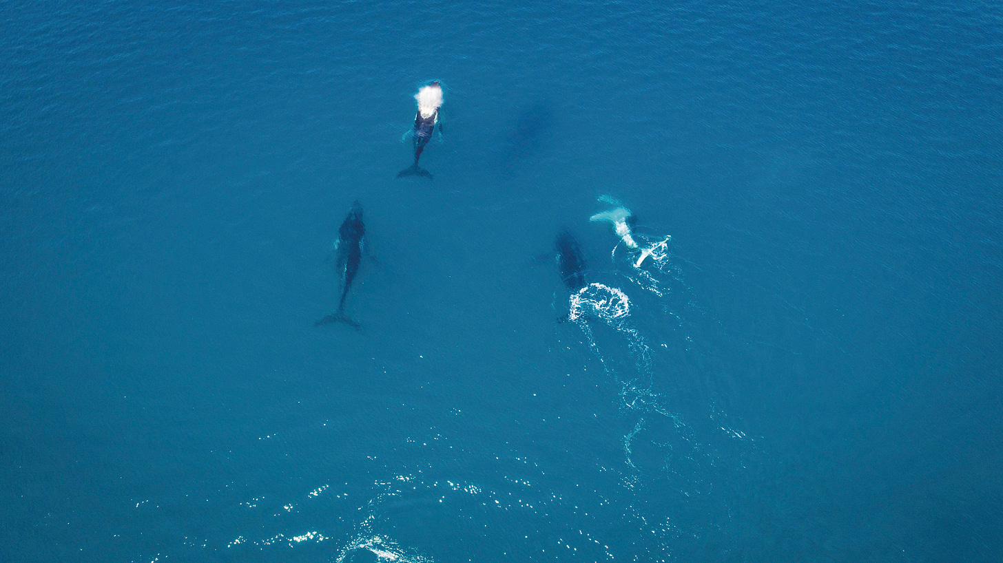 Pod of humpback whales Hervey Bay Fraser Coast | facts about humpback whales Queensland Pod of humpback whales Hervey Bay Fraser Coast | facts about humpback whales Queensland