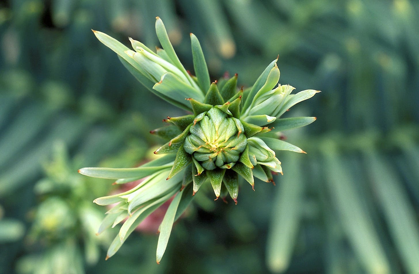 Wollemi-pine-baby-cone.jpg