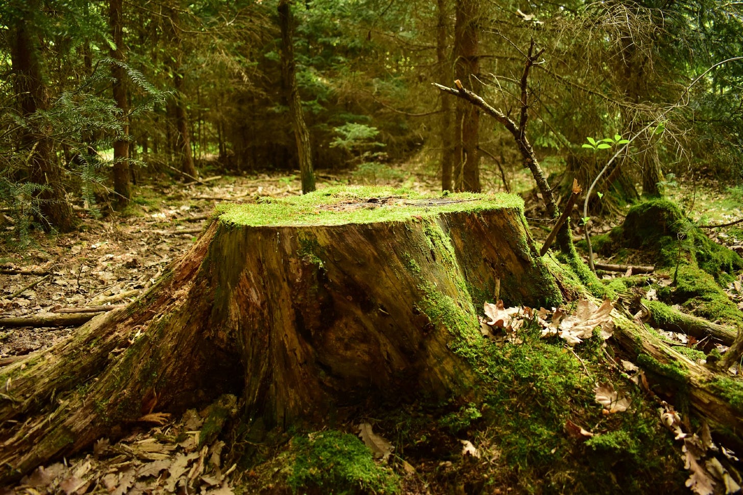 tree stump in a forest cut with a chainsaw tree stump in a forest cut with a chainsaw