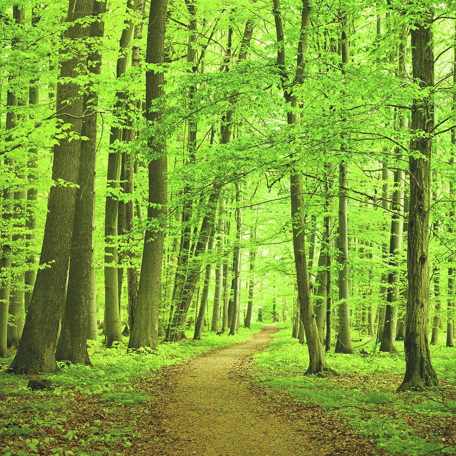 Forest Path by Nikada