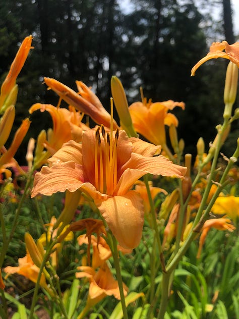 flowers frm the birmingham botanical gardens