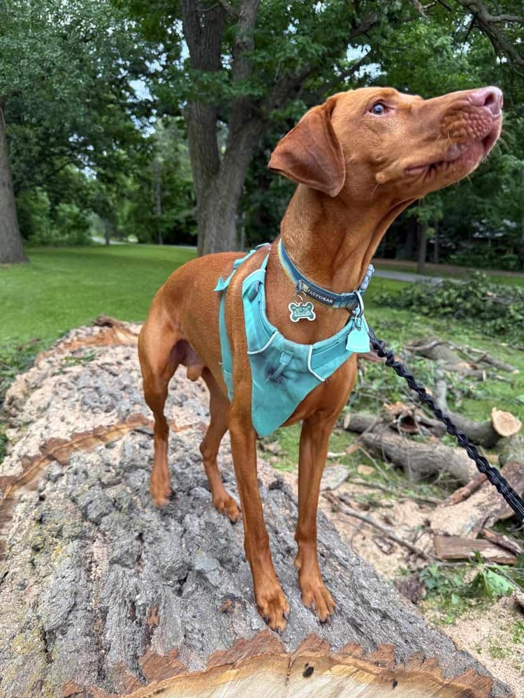Leif, the one-eyed vizsla dog, stands proudly on a log as he awaits another adventure. 