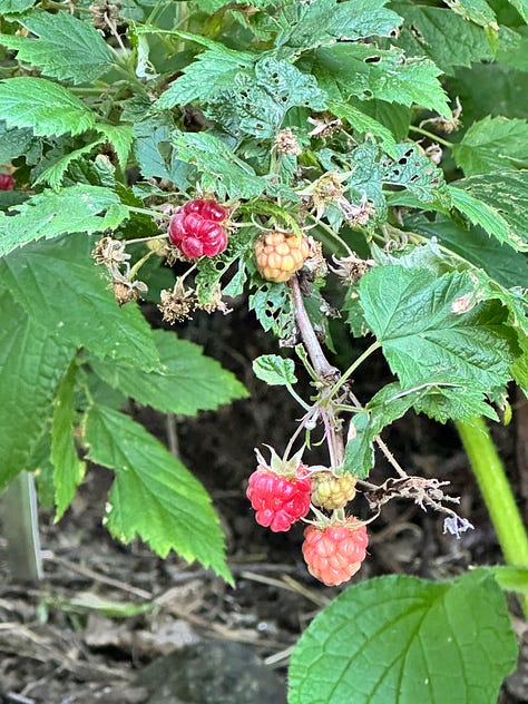 Here comes the fruit, it is about to harvest time