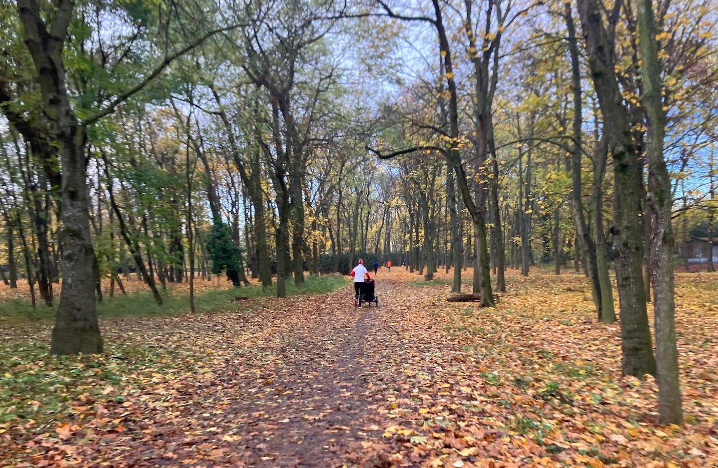 Thin trees and leaves border the path